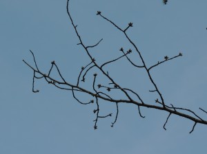 DSCN7614　同蕾